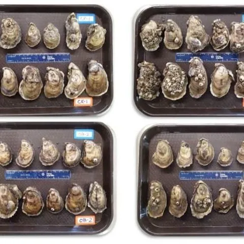 thumbnail for publication: Production and Performance of Triploid Oysters for Aquaculture